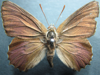 Ogyris otanes - Adult